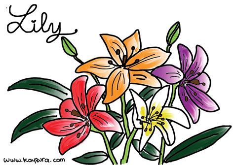 Kumpulan sketsa tari lili : Contoh Gambar Mewarnai Gambar Bunga Lily - KataUcap