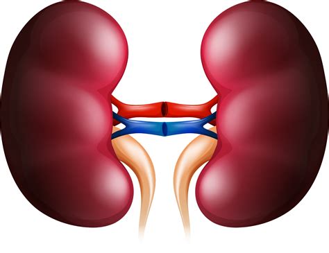 Download Kidney Huge Freebie Download For Powerpoint - Kidney Clipart - Png Download (#650857 ...