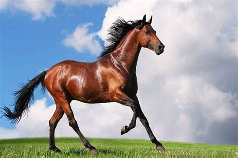Kuda kawin ll new videos horse meeting. 15 Manfaat dan Khasiat Daging Kuda Untuk Kesehatan - Khasiat