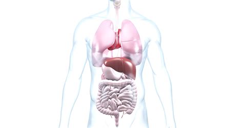 Duale reihe anatomie ebooks & elearning. Innere Medizin gebraucht kaufen! Nur 4 St. bis -75% günstiger