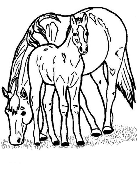 Pferde ausmalbilder mit fohlen ausmalbilder mit pferden kostenlos malvorlagen zum. Ausmalbilder fohlen kostenlos - Malvorlagen zum ausdrucken ...