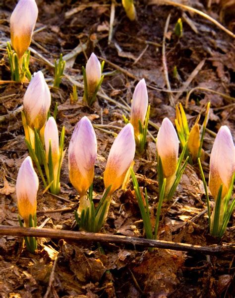 Modern garden designs give a lot of freedom to creativity. Spring crocus | Mother nature, Garden design, Crocus