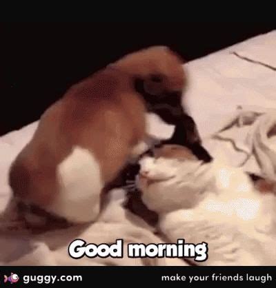 Scroll down and choose the best wish or gif from here that is perfect for your lover or friends. Good Morning GIFs. 140 Beautiful Animated Pictures