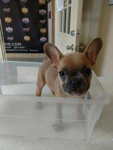 We first bred boxers and now we breed blue frenchies. French Bulldog puppy for sale in TUCSON, AZ. ADN-54546 on ...