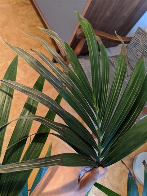 Check spelling or type a new query. kentia palm leaves are turning brown and dying. Not been ...