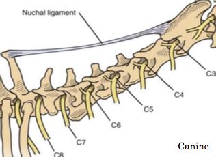 Ligamentum nuchae — das nackenband (ligamentum nuchae) ist ein paariges band aus elastischem bindegewebe, das als rückenseitige verspannung der halswirbelsäule dient. Hyperaldosteronism | Iowa Veterinary Specialties