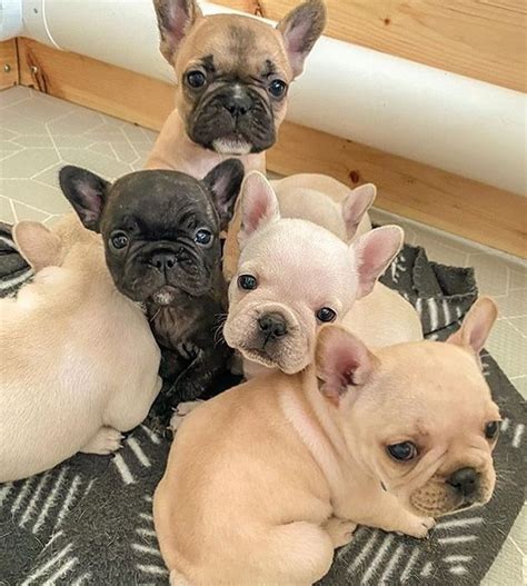 These are sturdy little dogs with large, erect, rounded bat ears, flat muzzles and pug noses. FRENCH BULLDOG PUPPIES For Sale Cebu City Cebu-Philippines ...