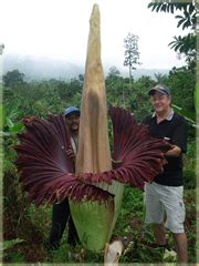 Jego kwiatostan jest monstrualnych rozmiarów „bywa, że osiąga wysokość 2 metrów i. Nasiona Dziwidło olbrzymie szt.2 N514 Amorphophallus ...