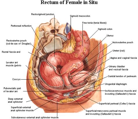 A pathologist examines the tissues under a microscope to confirm that cancer is present and find out what type of cancer it is. Gyn Anatomy