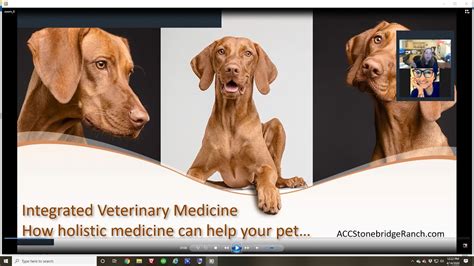 Go to the web sites for each holistic veterinary organization and read about that modality. TCVMTalks: An Introduction to Holistic Veterinary Medicine ...