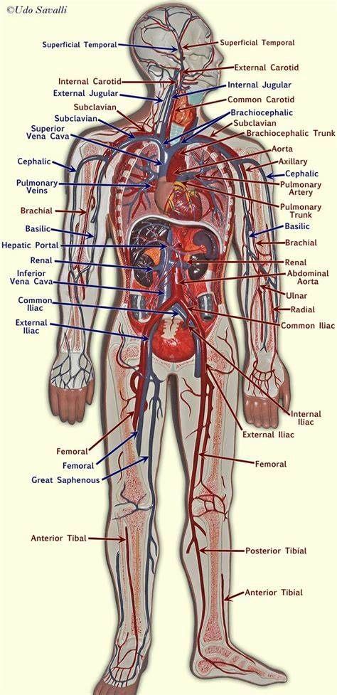 The heart is located between the lungs. Pin on Nursing