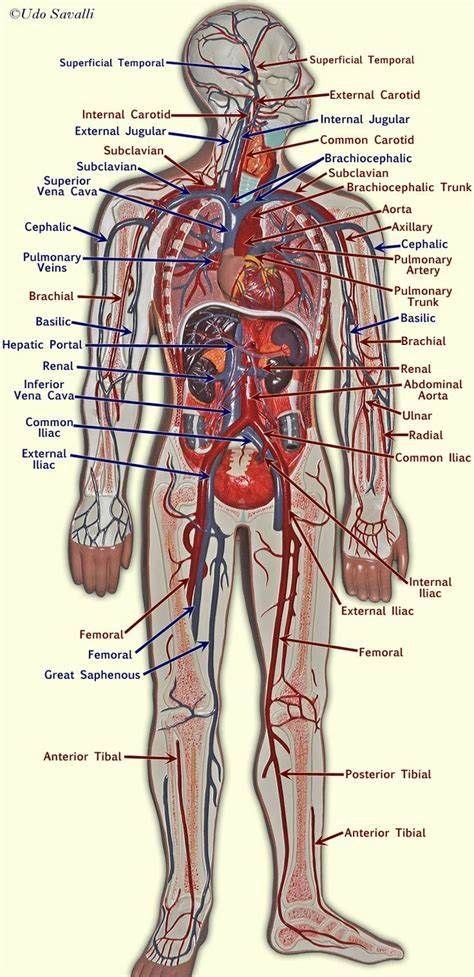 Torso with the heart and blood vessels labeled. Pin on Nursing