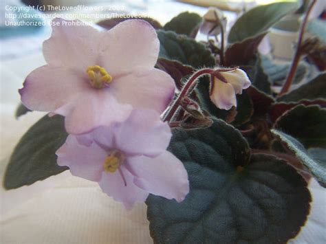 Check spelling or type a new query. PlantFiles Pictures: African Violet 'Namely Nancy ...