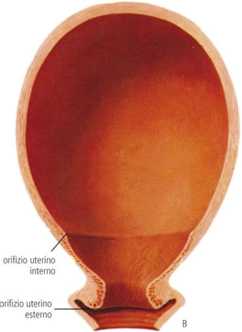 PARTO - Dizionario medico - Corriere.it