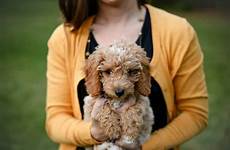 curly dog hair breeds poodle rover