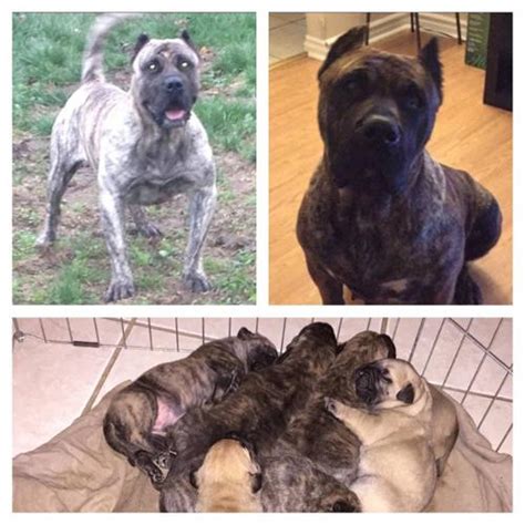 18 years of jj's kennel premium bloodlines. Presa Canario Pups for sale Bay Area for Sale in San ...