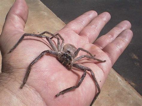Most species are brown or grey, with extremely long legs. Welcome to Australia