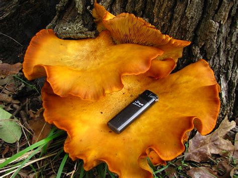 Maybe you would like to learn more about one of these? Jack O Lantern Mushroom | Throkda | Flickr