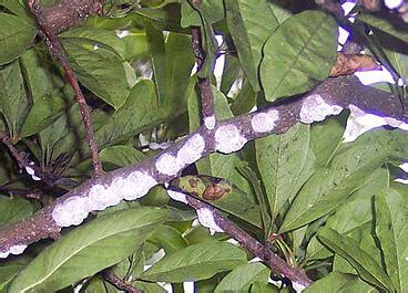 Maybe you would like to learn more about one of these? Magnolia Tree Diseases - Aumondeduvin.com