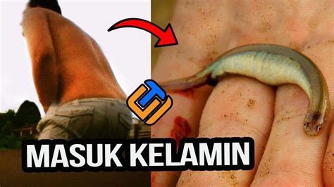 Ukuran tubuh ikan yang sedang dan banyak dibudidayakan ikan air tawar yang digemari selanjutnya adalah ikan toman. 10 IKAN AIR TAWAR PALING BERBAHAYA DI DUNIA - YouTube