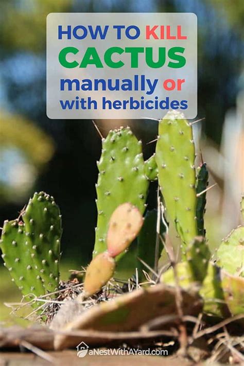 Once a cactus has put on etiolated growth, the effect is permanent. How To Kill Cactus In 2021: Manually And Chemically - A ...