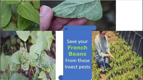 Click here to download a pdf version of this spotlight. Insect pests in your french beans (फ्रेंच बीन्स) - YouTube