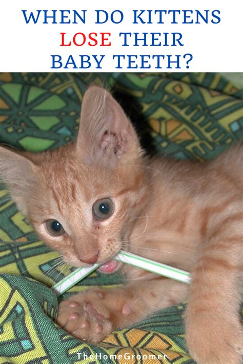 Do cats lose their baby teeth? When Do Kittens Lose Their Baby Teeth? in 2020 | Kittens ...