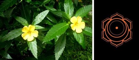 Pokok pecah kaca or pokok pecah beling in malaysia and. Manfaat Daun Khasiat Daun Pecah Beling - Apa Bagaimana