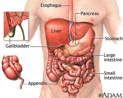 In the adult, each kidney is approximately 3 cm thick, 6 cm wide, and 12 cm long. Anatomy and physiology study guide: abdominal anatomy