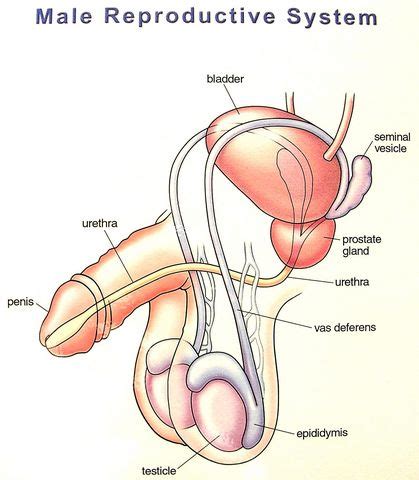 Human anatomy diagrams show internal organs, cells. Could someone survive without the male reproductive syste...