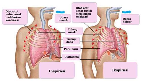 Hal sebaliknya terjadi ketika proses ekspirasi. Sistem dan Alat Pernapasan pada Manusia ~ Juragan Les