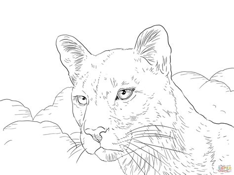 Trending articles similar to black panther coloring pages. Puma Coloring Pages at GetColorings.com | Free printable ...