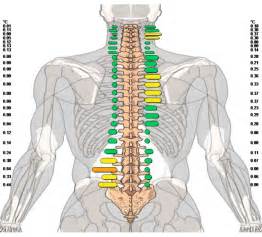 It then transmits signals back to these areas and other parts of the cerebral cortex. Gohl Clinic of Chiropractic in Carlsbad - Severe Low Back Pain