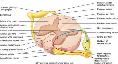 The central nervous system (cns) consists of the spinal cord and brain, which include gray and white matter. 31 Diagram Of Spinal Column - Wiring Diagram Database