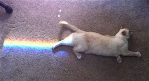 Read our guide for detailed tips and tricks to help you and your cat relocate to a new home. the real nyan cat : funny