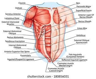 Chapter7 axial u0026 appendicular skeletal system. Abdominal Muscle Images, Stock Photos & Vectors | Shutterstock