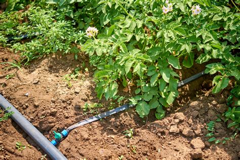 Doch wie bewässern sie richtig? Garten bewässern im Urlaub » Die besten Ideen zum Nachahmen