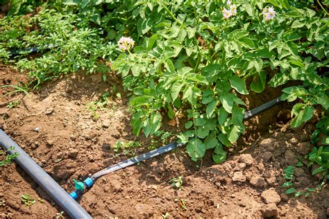 Professionell bewässern ist mit der richtigen ausrüstung auch für. Garten bewässern im Urlaub » Die besten Ideen zum Nachahmen