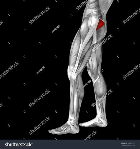 A snapping sound may be heard as the tendon breaks and walking becomes difficult. Concept Or Conceptual 3d Human Upper Leg Anatomy Or ...