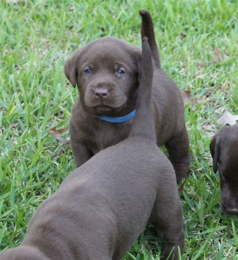 Texas state sales tax applies to the sale of. Chocolate Labrador Puppies In Texas. Breeder of quality ...