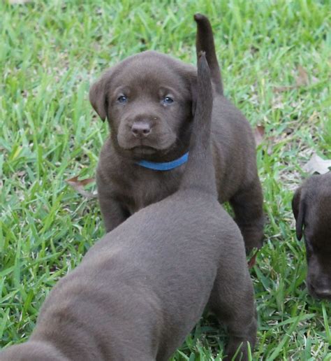 Shipping to all continental 48 states. Chocolate Labrador Puppies In Texas. Breeder of quality ...