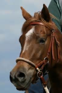 Sidepull mit flachem leder nasenteil. Hoofdstel (western) - Paarden-encyclopedie