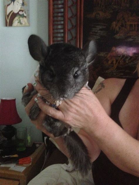In are house we have 3 kids and 2 adults living here. Chinchilla are great pets but need exercise and a good ...