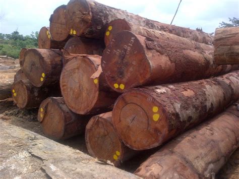 Clients' satisfaction is always our ultimate goal to achieve. Nguồn gốc và sự phát triển của cây gỗ lim