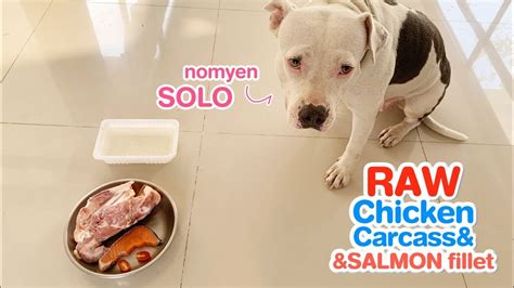 Make sure you have enough points to purchase the item. nomyen SOLO eating RAW salmon fillet and chicken carcass ...