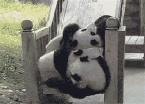 623 likes · 96 talking about this. Pandas auf einer Rutsche Bild - lustich.de