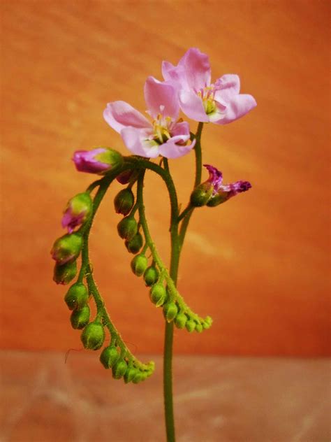 Drosera spatulata sundew makes a perfect windowsill or terrarium plant. Flor de Drosera capensis