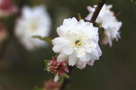 The japanese flowering cherry trees are a large group within the genus of 'prunus', and these have the latinate name of 'sakura'. Dwarf Flowering Cherry,Dwarf Flowering Almond Stock Photo ...