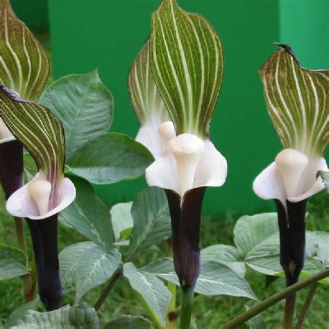 Vernacular names edit wikidata 'category:arisaema' linked to current category [edit wikidata 'arisaema' main topic of. Arisaema sikokianum
