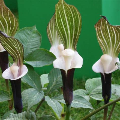 Where there is no shrine, i gather wet cobra lilies for the butterfly sister on the rush mat. Arisaema sikokianum